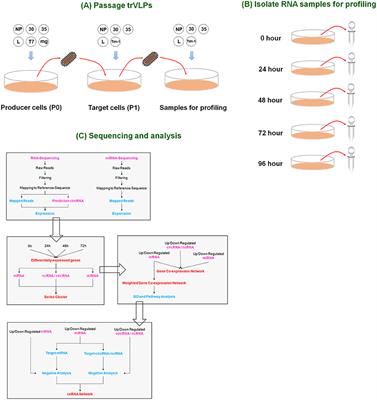 Genome-Wide Search for Competing Endogenous RNAs Responsible for the Effects Induced by Ebola Virus Replication and Transcription Using a trVLP System